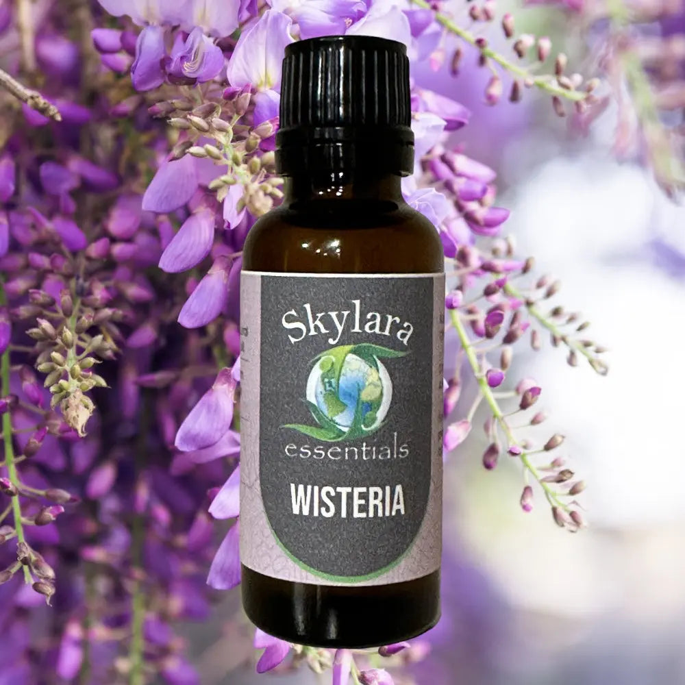 Wisteria essential oil | Canadian, steam-distilled | Pure oil and roll-on