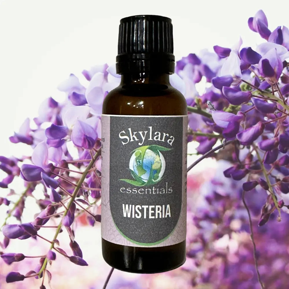 Wisteria essential oil | Canadian, steam-distilled | Pure oil and roll-on